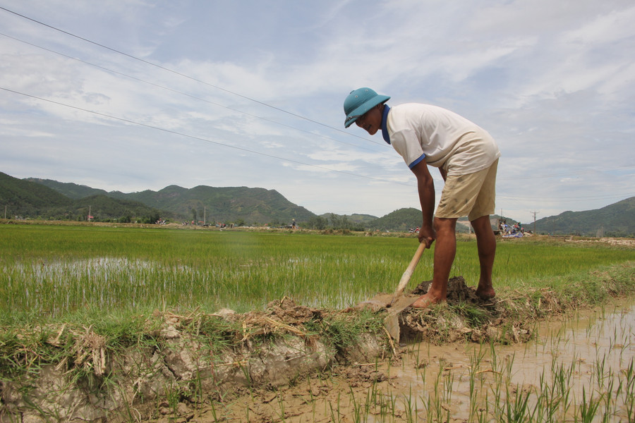 “Mưa vàng” cứu lúa