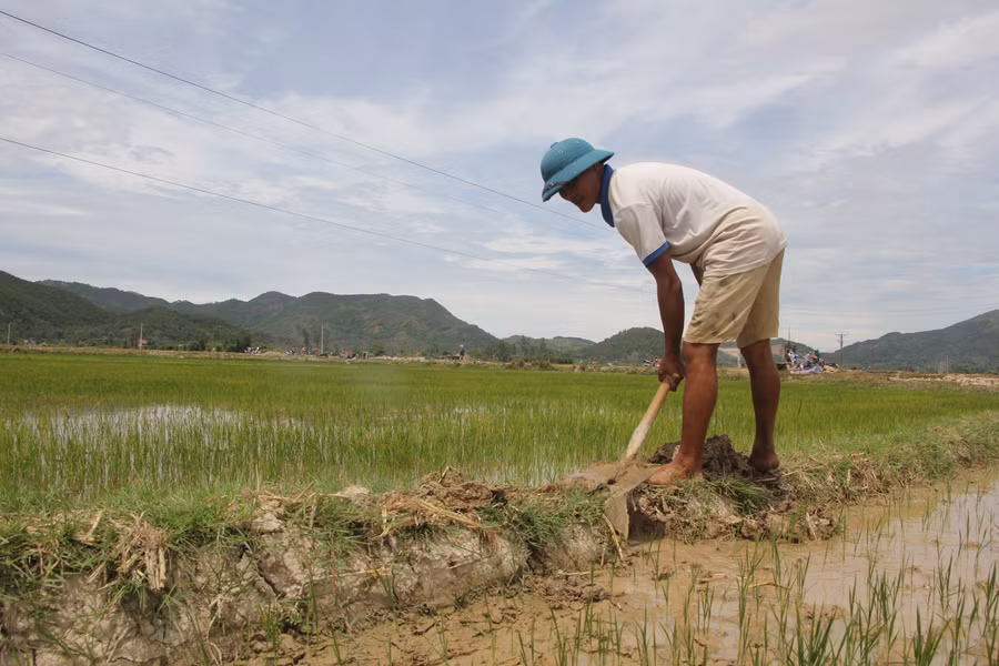 “Mưa vàng” cứu lúa