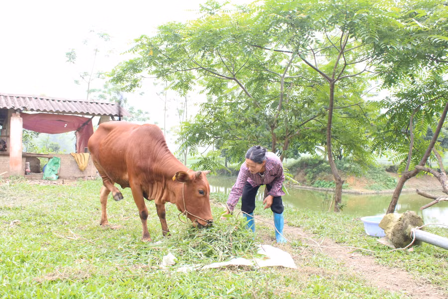 Người dân xã Cù Vân (Đại Từ) phấn khởi sau khi được hỗ trợ bò giống.