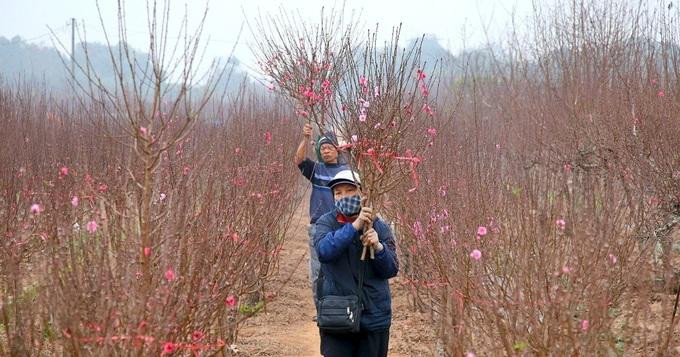 Sau gần một tháng lấy ý kiến, cơ quan chuyên môn chọn phương án nghỉ Tết Âm lịch 7 ngày (từ 29 tháng Chạp) để trình Chính phủ (Ảnh: Hữu Nghị).