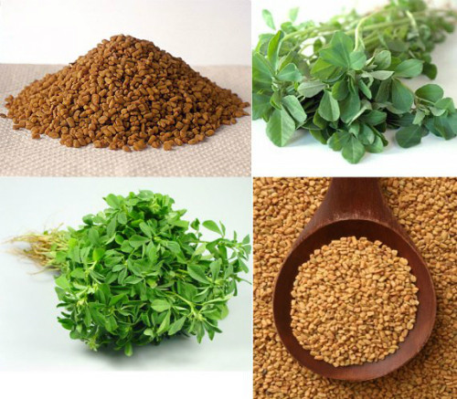 Cỏ cà ri giúp chống lại nguyên nhân gốc rễ của bệnh tiểu đường. Ảnh: sagmar.