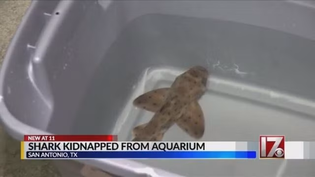 May mắn thay, cá mập sừng Helen đã trở lại nơi ở an toàn 