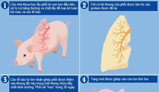 Hy vọng mới cho người cần ghép tạng: Nuôi cấy thành công phổi mới