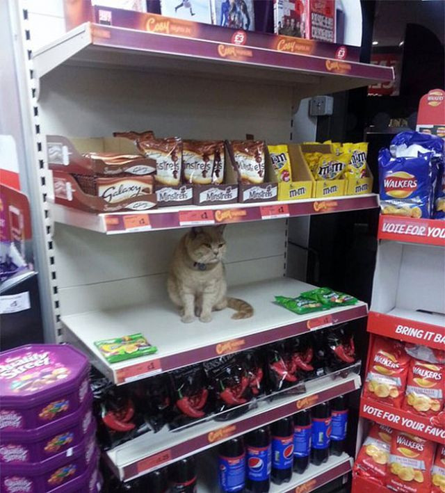 Sốc khi bắt gặp những hình ảnh lạ kỳ trong siêu thị ảnh 10 Sốc khi bắt gặp những hình ảnh lạ kỳ trong siêu thị - Hình 10