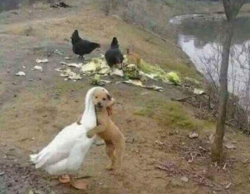 Vịt ơi thương lấy chó cùng, tuy rằng khác giống nhưng chung một nhà. Vịt ơi thương lấy chó cùng, tuy rằng khác giống nhưng chung một nhà.