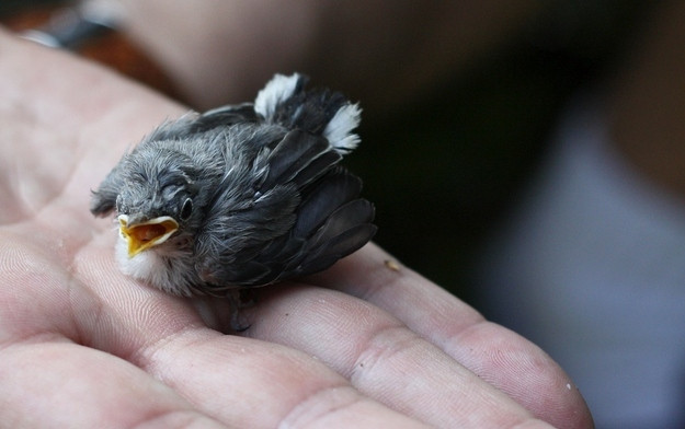 Những sự thật sai bét bấy lâu nay chúng ta vẫn tin sái cổ ảnh 10