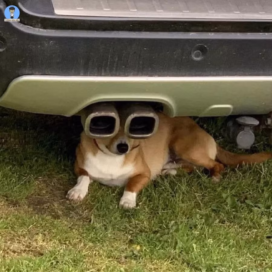 Không biết chú chó kiếm được quả kính quá chất này ở đâu.