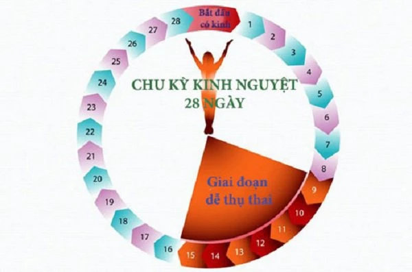 Việc tính ngày rụng trứng chỉ áp dụng cho người có chu kỳ kinh nguyệt đều. (Ảnh minh họa).