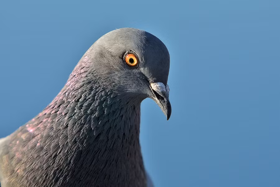 Khám phá khả năng kỳ diệu của bồ câu