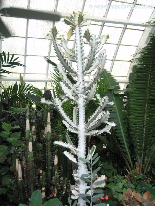 Ngỡ ngàng những loài cây cỏ bị bạch tạng ảnh 18