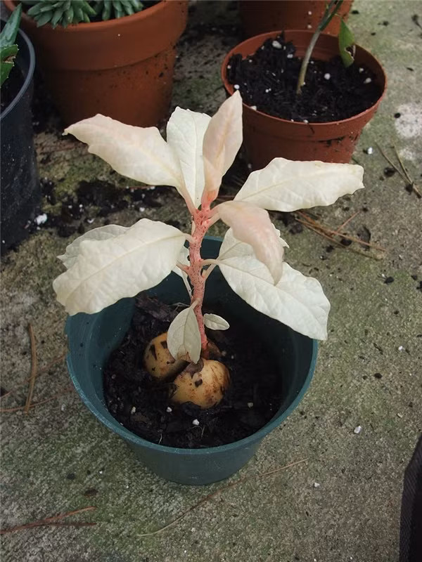 Ngỡ ngàng những loài cây cỏ bị bạch tạng ảnh 10