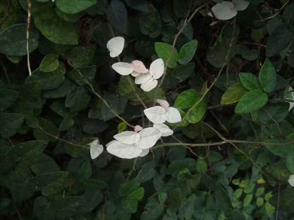 Ngỡ ngàng những loài cây cỏ bị bạch tạng ảnh 20