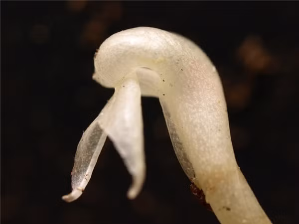 Ngỡ ngàng những loài cây cỏ bị bạch tạng ảnh 4