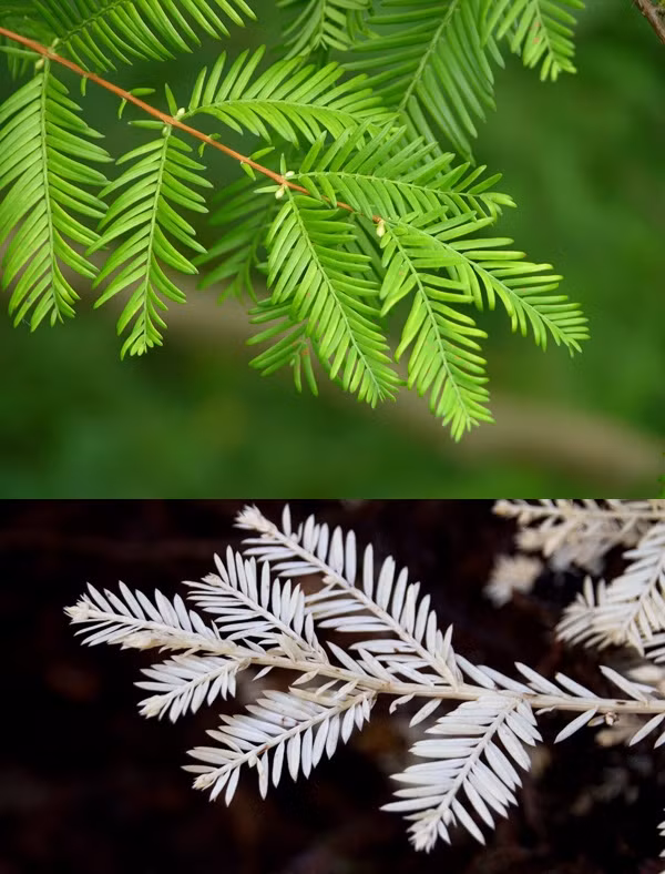 Ngỡ ngàng những loài cây cỏ bị bạch tạng ảnh 9