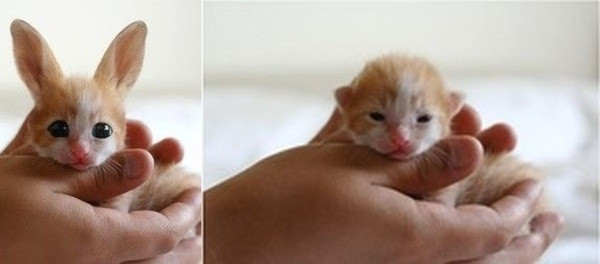 anh-photoshop-nhung-nhieu-nguoi-van-tin