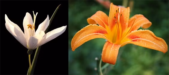 Ngỡ ngàng những loài cây cỏ bị bạch tạng ảnh 19