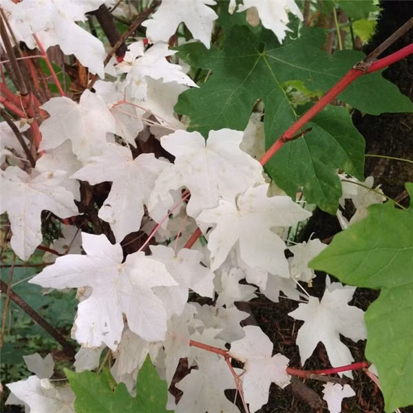 Ngỡ ngàng những loài cây cỏ bị bạch tạng ảnh 2