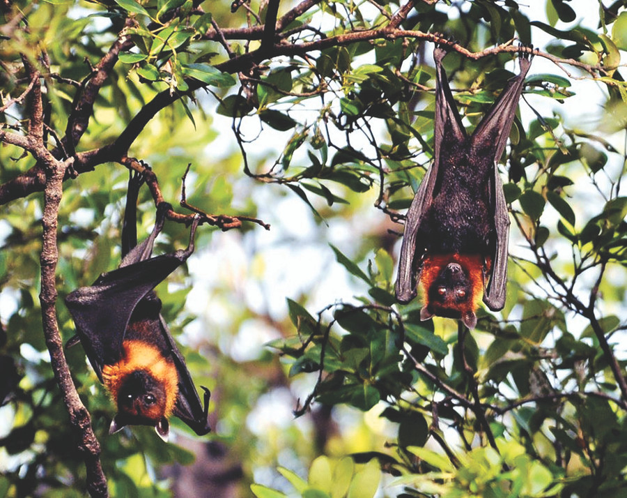 Những con dơi khổng lồ trong chùa là điều bí ẩn thu hút du khách đến khám phá