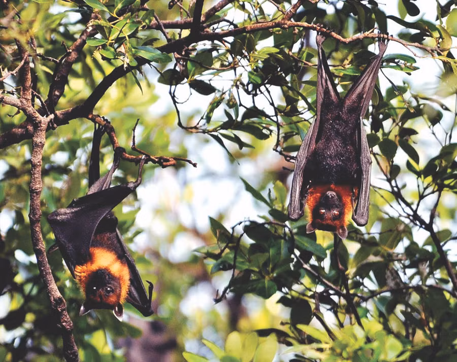 Những con dơi khổng lồ trong chùa là điều bí ẩn thu hút du khách đến khám phá