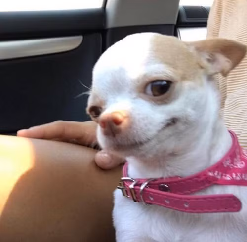 Gương mặt kiêu kỳ.