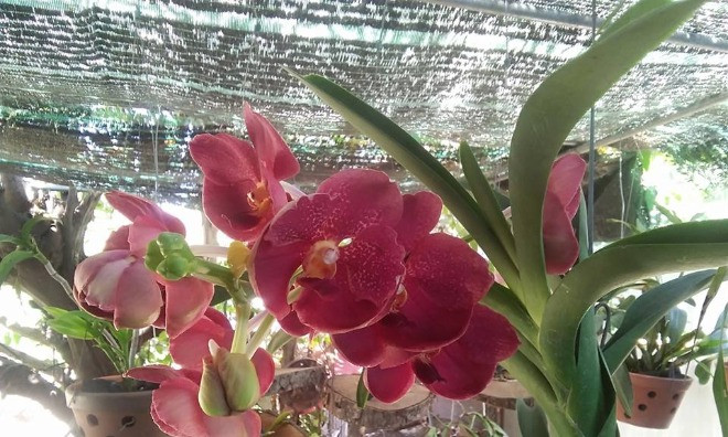 Những giò phong lan khoe sắc trong vườn nhà anh Đồng. Ảnh: L.P