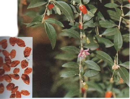 bai-thuoc-chua-tam-duong-hu-hoi-hop-1