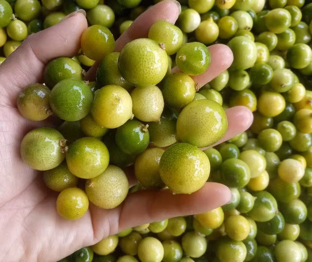 Chanh rừng Mẫu Sơn gây sốt