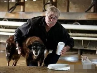 Chú chó 300 năm tuổi trở thành chú chó già nhất thế kỷ ảnh 1 cho-gia-blogtamsu