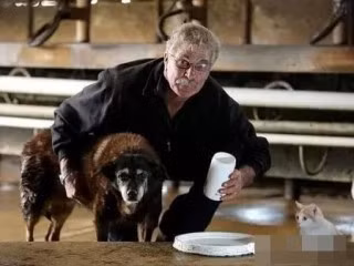 Chú chó 300 năm tuổi trở thành chú chó già nhất thế kỷ ảnh 1 cho-gia-blogtamsu