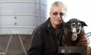 Chú chó 300 năm tuổi trở thành chú chó già nhất thế kỷ ảnh 2 cho-nhieu-tuoi-blogtamsu