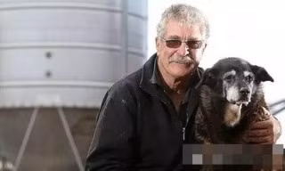 Chú chó 300 năm tuổi trở thành chú chó già nhất thế kỷ ảnh 2 cho-nhieu-tuoi-blogtamsu