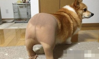 cho-mac-quan-blogtamsu