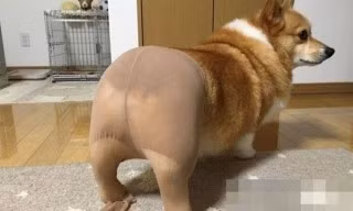 Bật cười khi chó cũng “diện” quần tất