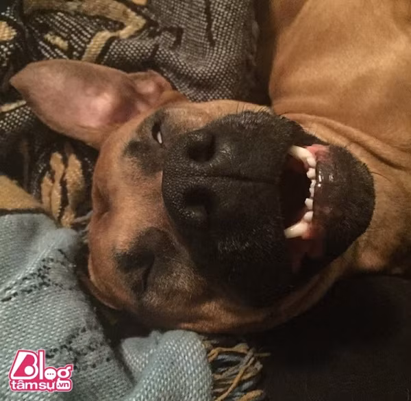 chu-cho-blogtamsu (17)