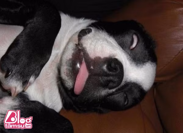 chu-cho-blogtamsu (3)