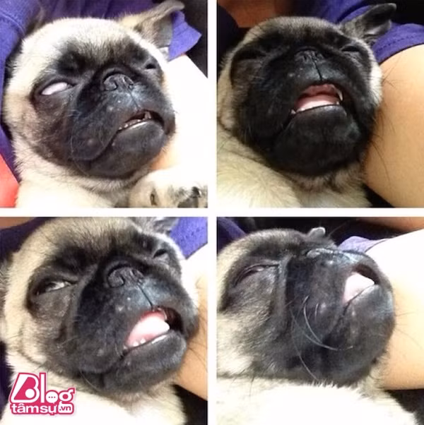 chu-cho-blogtamsu (20)