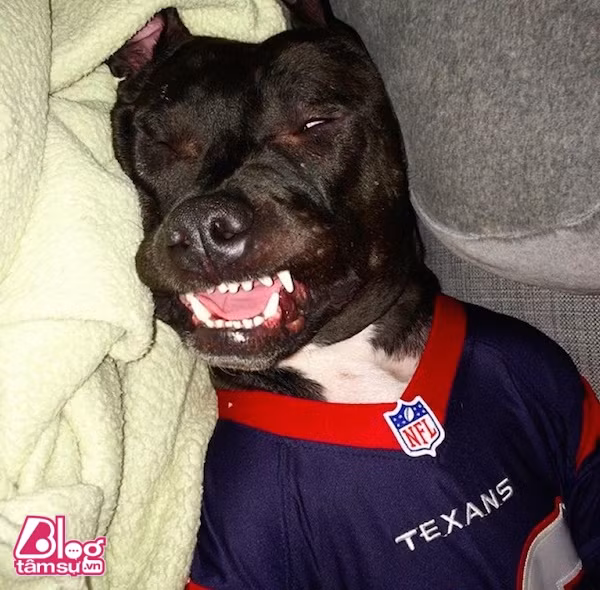 chu-cho-blogtamsu (10)