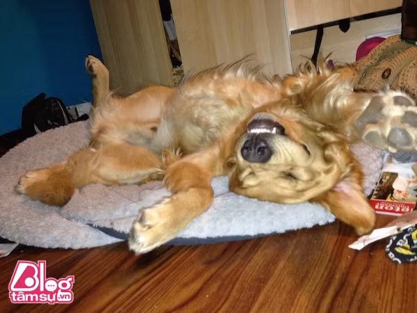 chu-cho-blogtamsu (2)