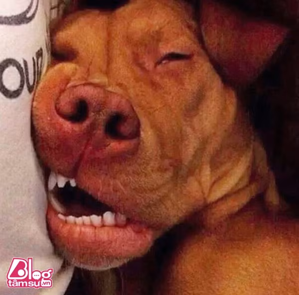 chu-cho-blogtamsu (11)