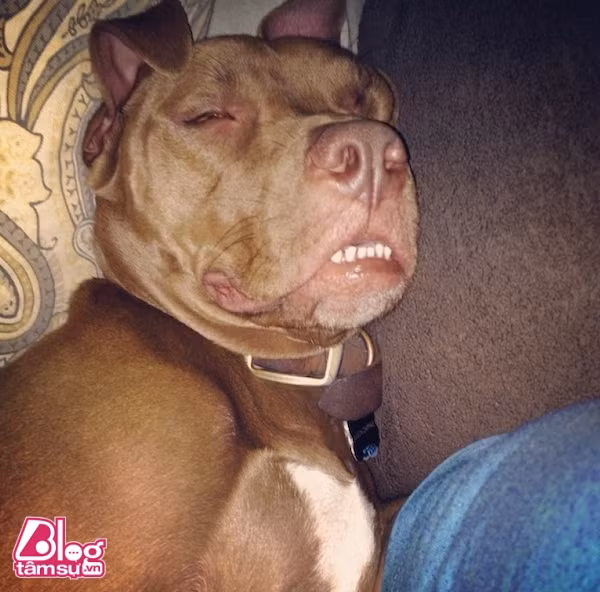 chu-cho-blogtamsu (19)