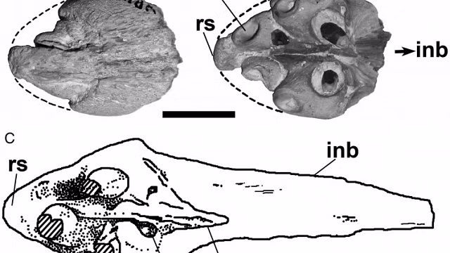 Phát hiện hóa thạch 