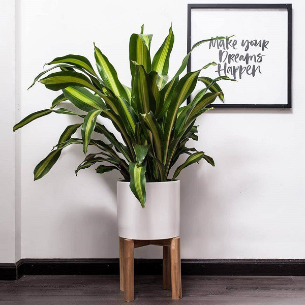 7 loại cây cảnh nếu trồng trước cửa nhà gia chủ có thể yên tâm hưởng phúc - Ảnh 5.