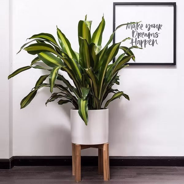 7 loại cây cảnh nếu trồng trước cửa nhà gia chủ có thể yên tâm hưởng phúc - Ảnh 5.