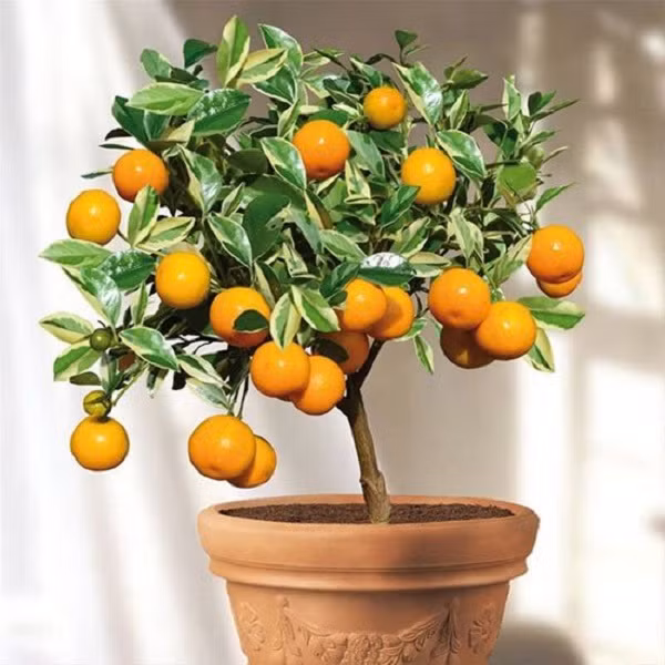 7 loại cây cảnh nếu trồng trước cửa nhà gia chủ có thể yên tâm hưởng phúc - Ảnh 2.