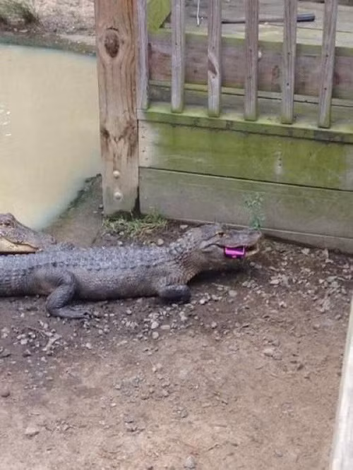 Khi cá sấu sắm smartphone.