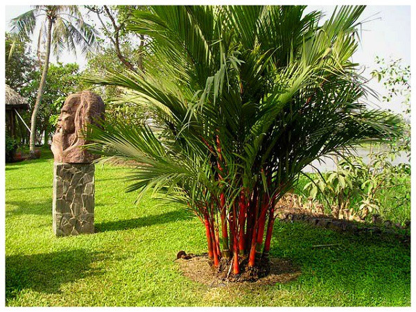 7 loại cây cảnh nếu trồng trước cửa nhà gia chủ có thể yên tâm hưởng phúc - Ảnh 1.