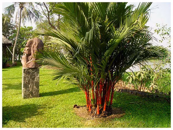 7 loại cây cảnh nếu trồng trước cửa nhà gia chủ có thể yên tâm hưởng phúc - Ảnh 1.