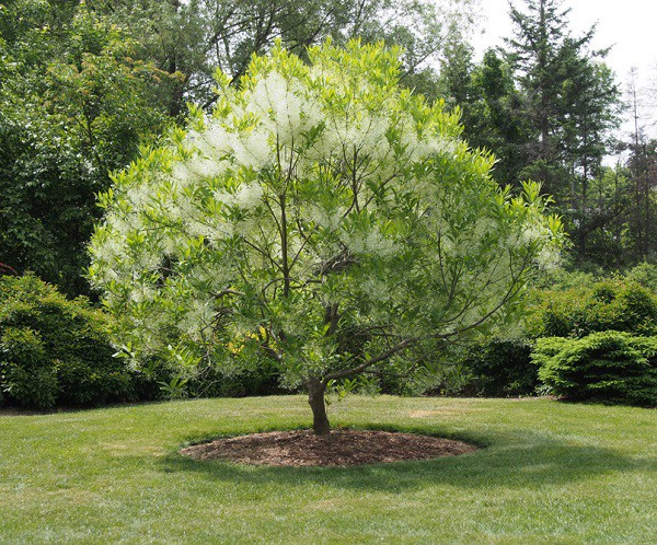 7 loại cây cảnh nếu trồng trước cửa nhà gia chủ có thể yên tâm hưởng phúc - Ảnh 4.