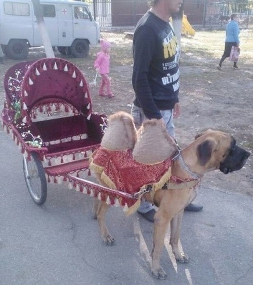 Kẻ giả mạo lạc đà. Kẻ giả mạo lạc đà.