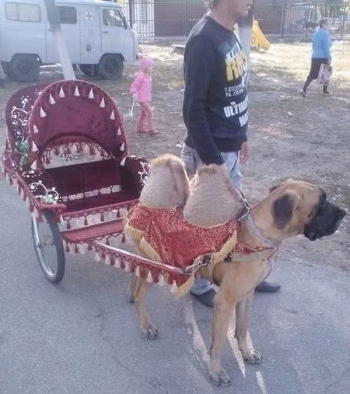 Kẻ giả mạo lạc đà.